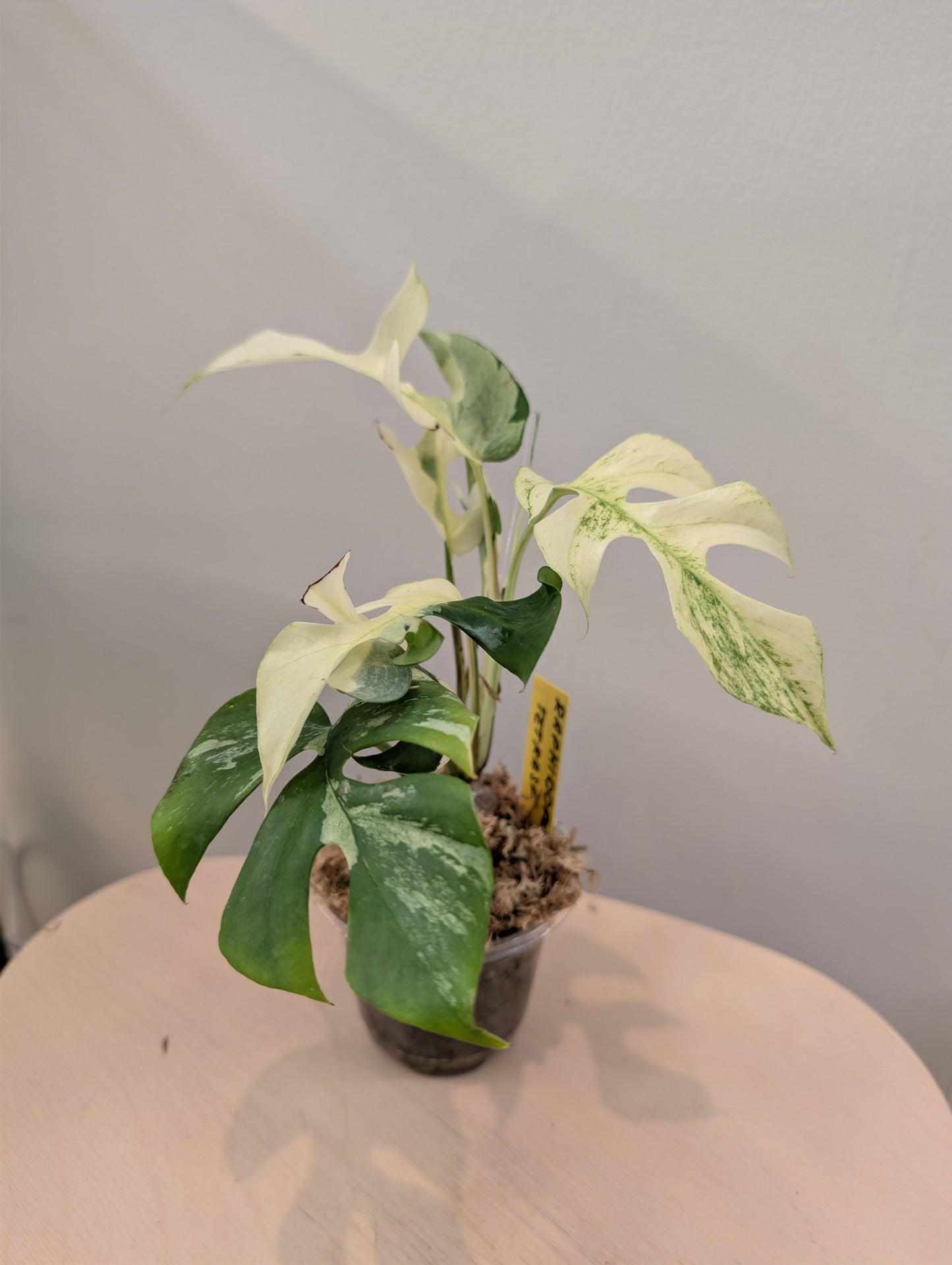 Raphidophora tetrasperma Migma variegated