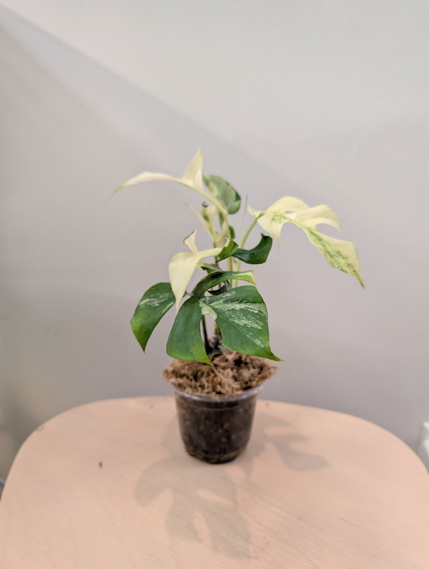 Raphidophora tetrasperma Migma variegated