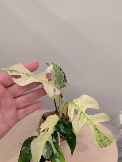 Raphidophora tetrasperma Migma variegated