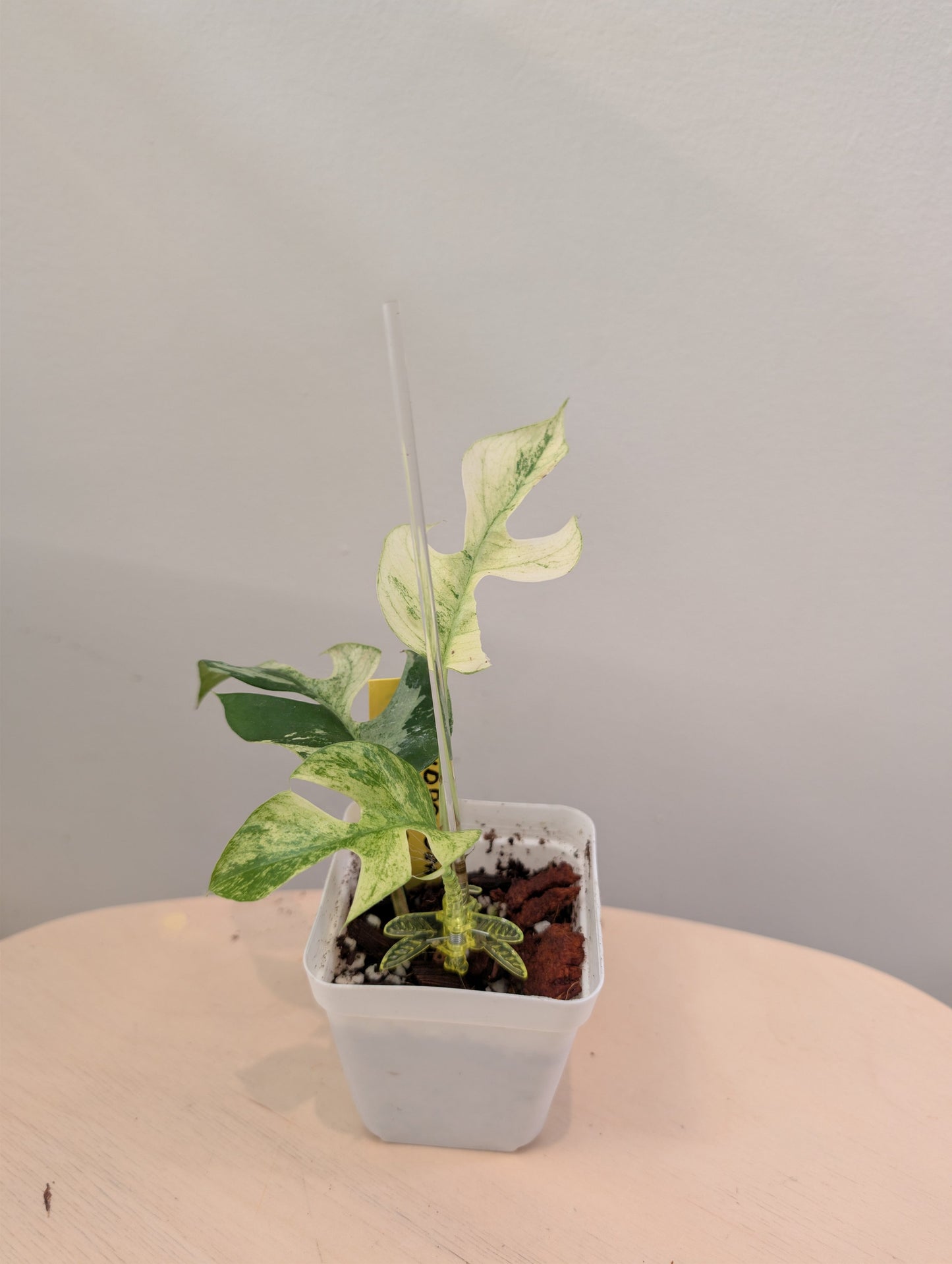 Raphidophora tetrasperma Migma variegated