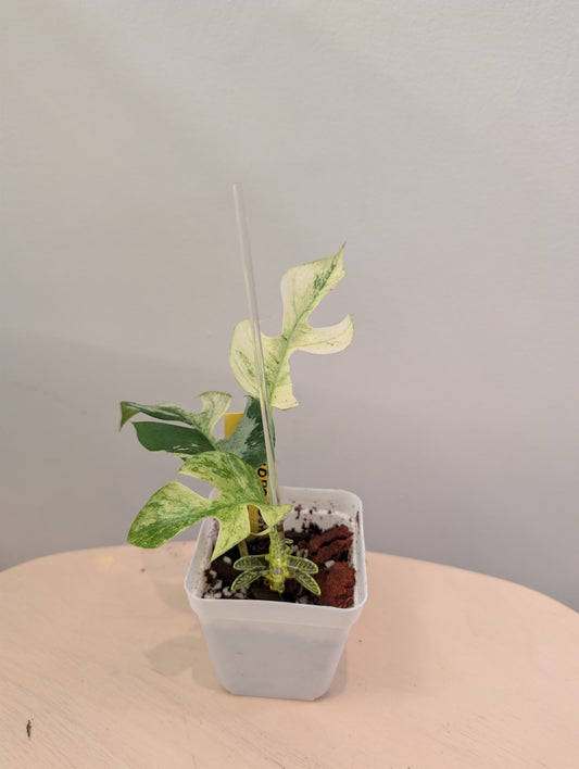 Raphidophora tetrasperma Migma variegated