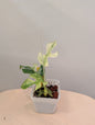 Raphidophora tetrasperma Migma variegated