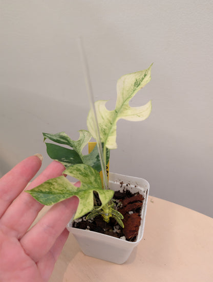 Raphidophora tetrasperma Migma variegated