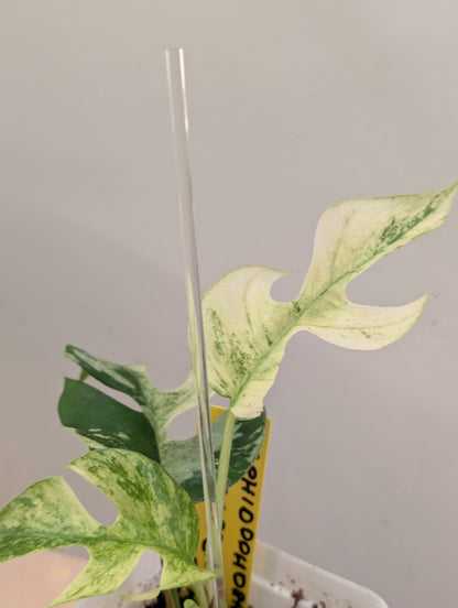 Raphidophora tetrasperma Migma variegated
