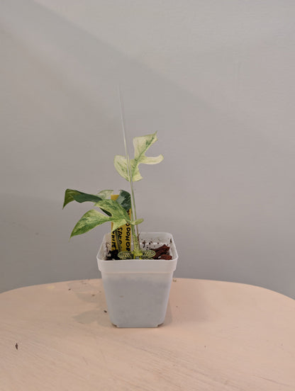Raphidophora tetrasperma Migma variegated