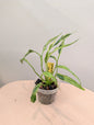 Spathyphillum Sp Indonesia/ peace lily