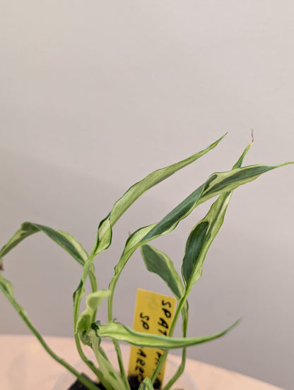 Spathyphillum Sp Indonesia/ peace lily