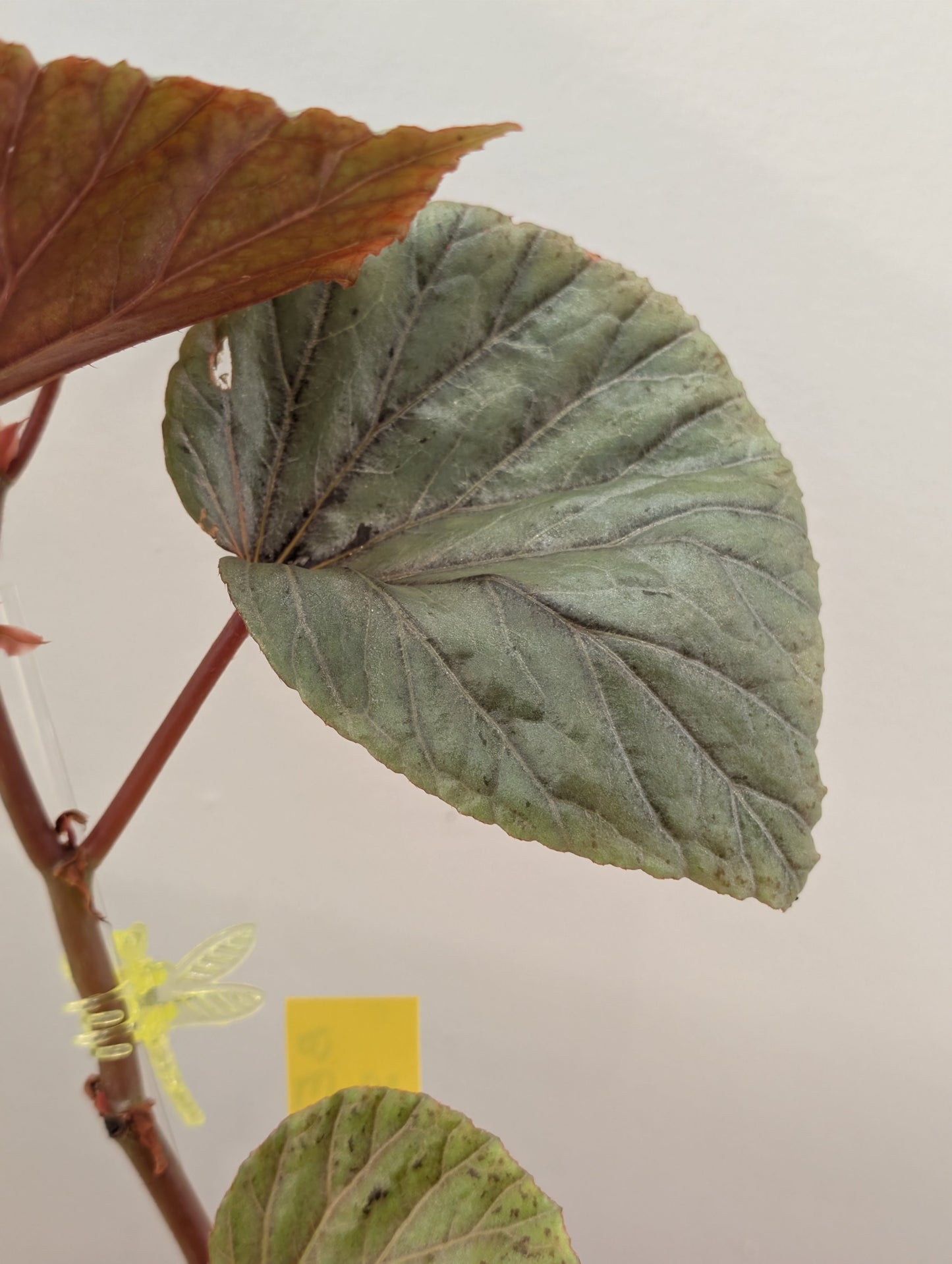 Begonia Silver Suede