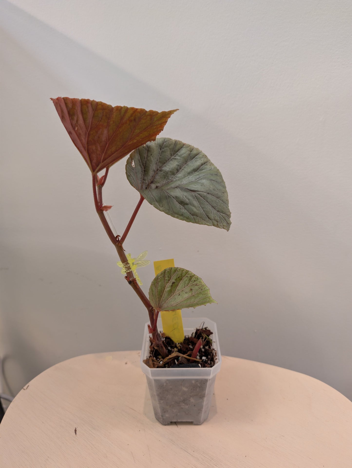 Begonia Silver Suede