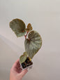 Begonia Silver Suede
