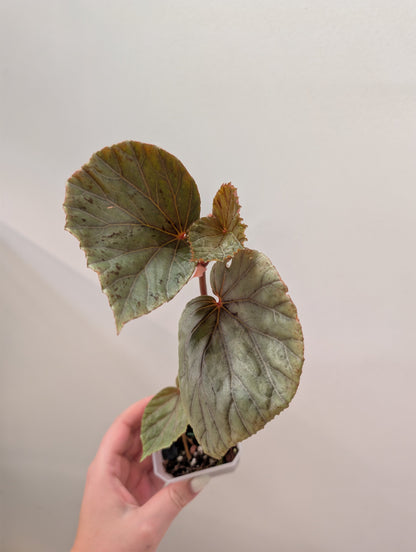 Begonia Silver Suede