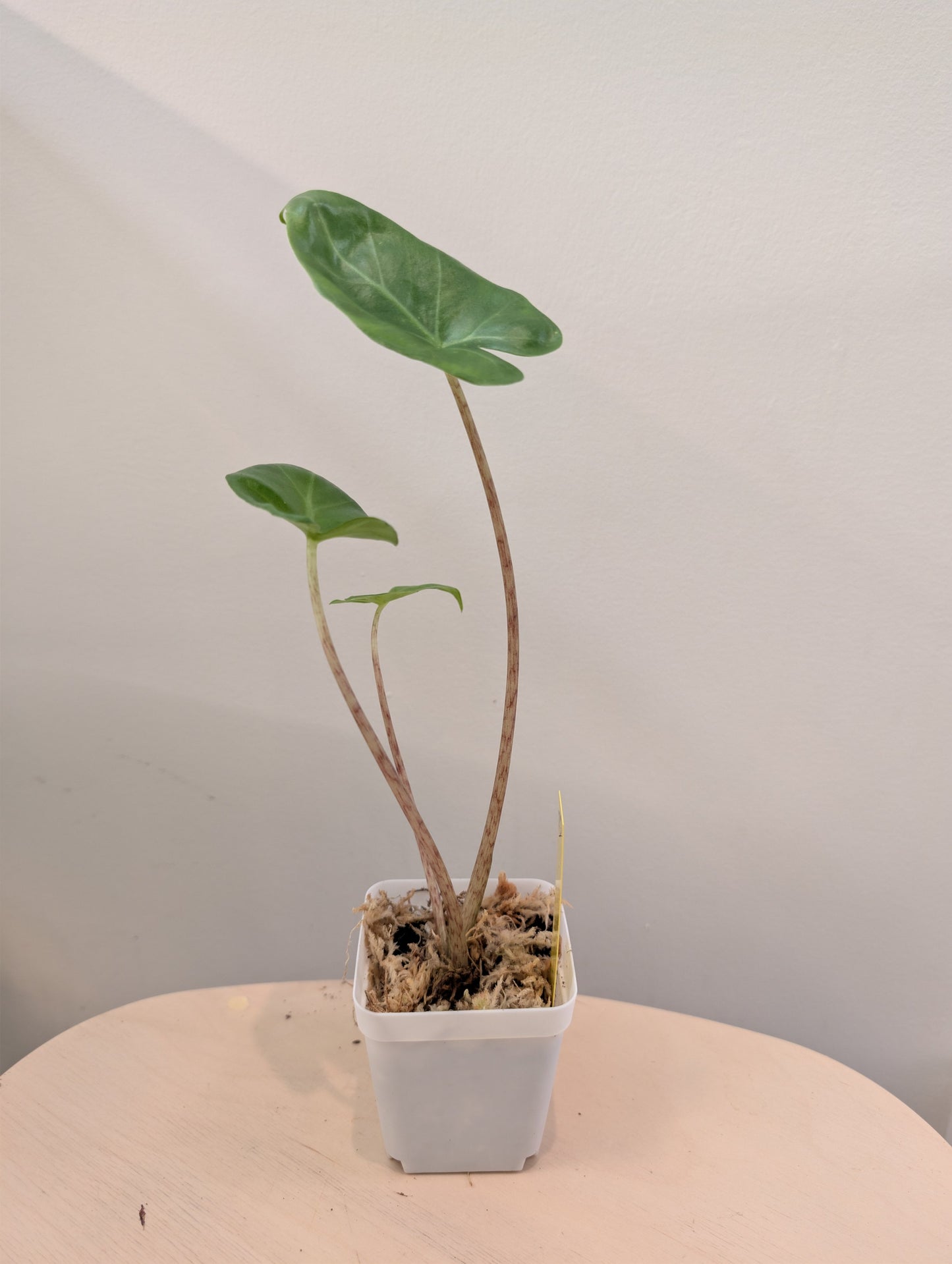 Alocasi portora, green offshoot from a variegated plant. GIFT with a purchase