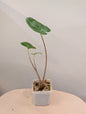 Alocasi portora, green offshoot from a variegated plant. GIFT with a purchase