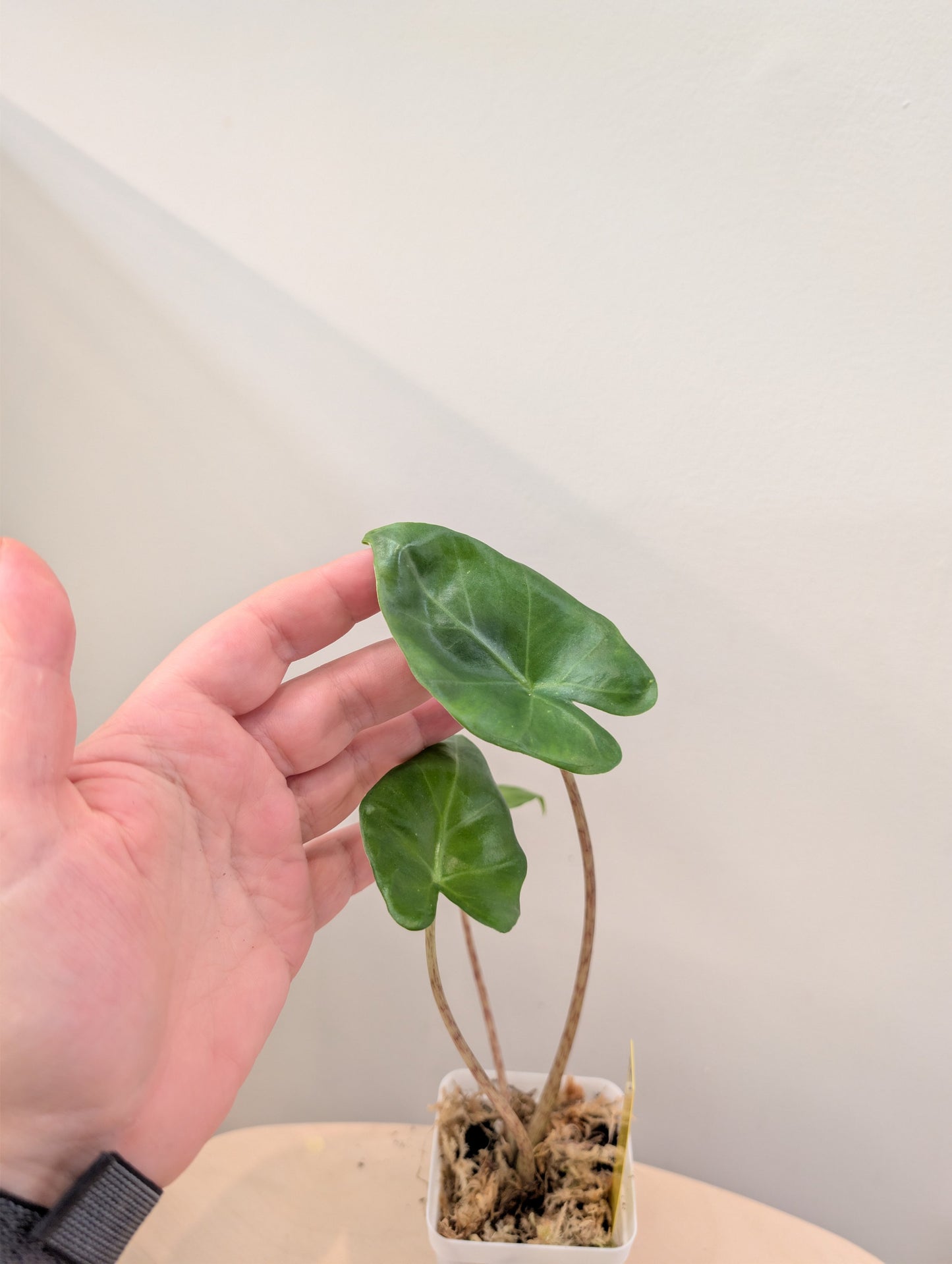 Alocasi portora, green offshoot from a variegated plant. GIFT with a purchase