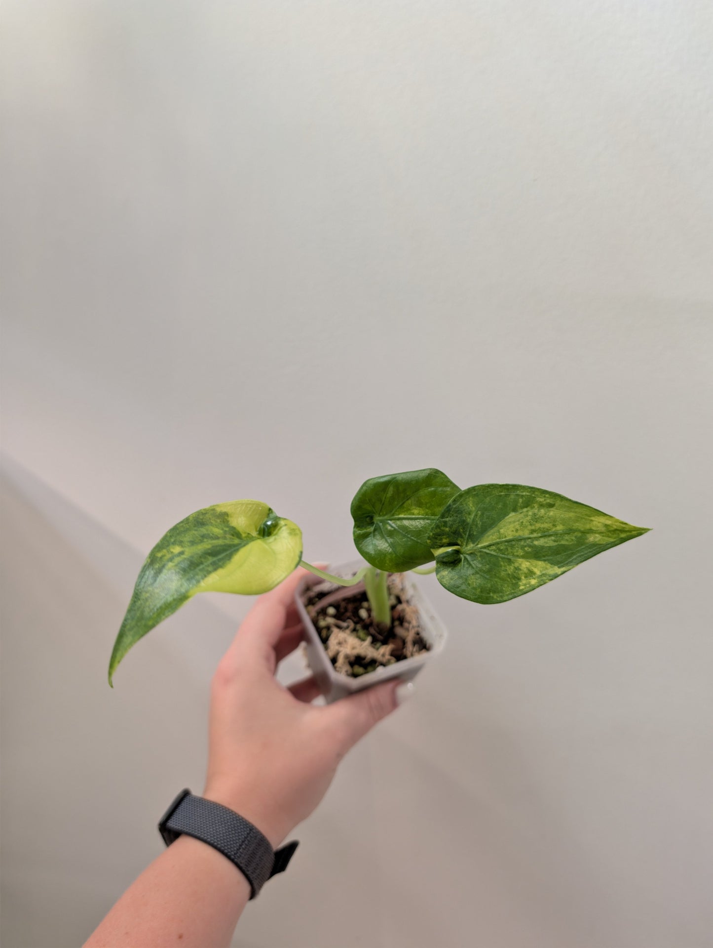 Alocasia cuculata yellow variegated