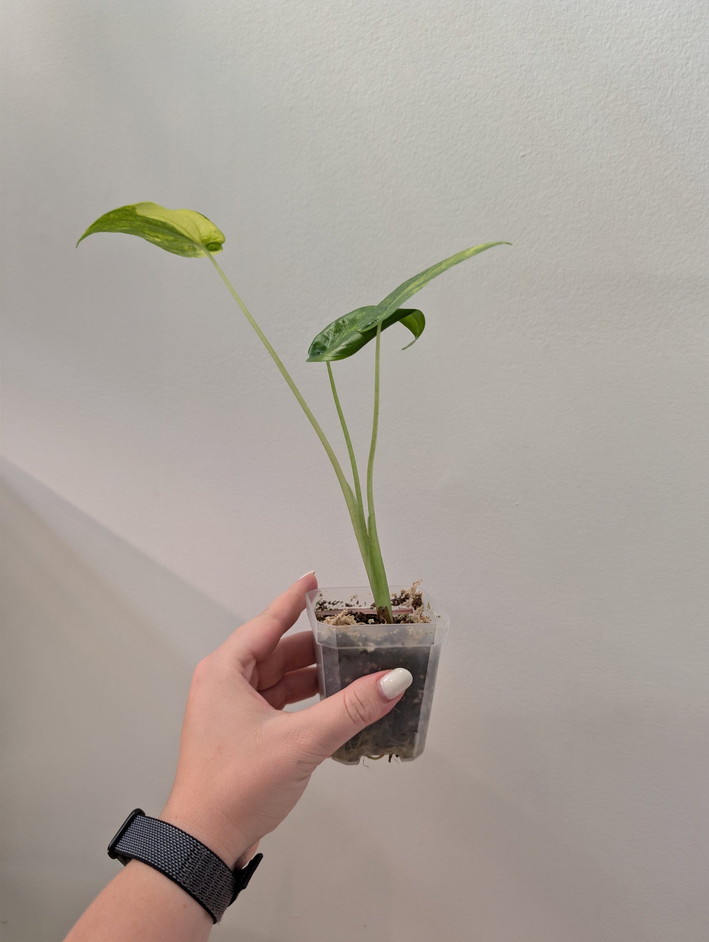 Alocasia cuculata yellow variegated