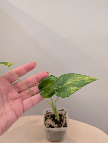Alocasia cuculata yellow variegated