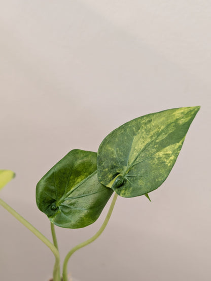 Alocasia cuculata yellow variegated