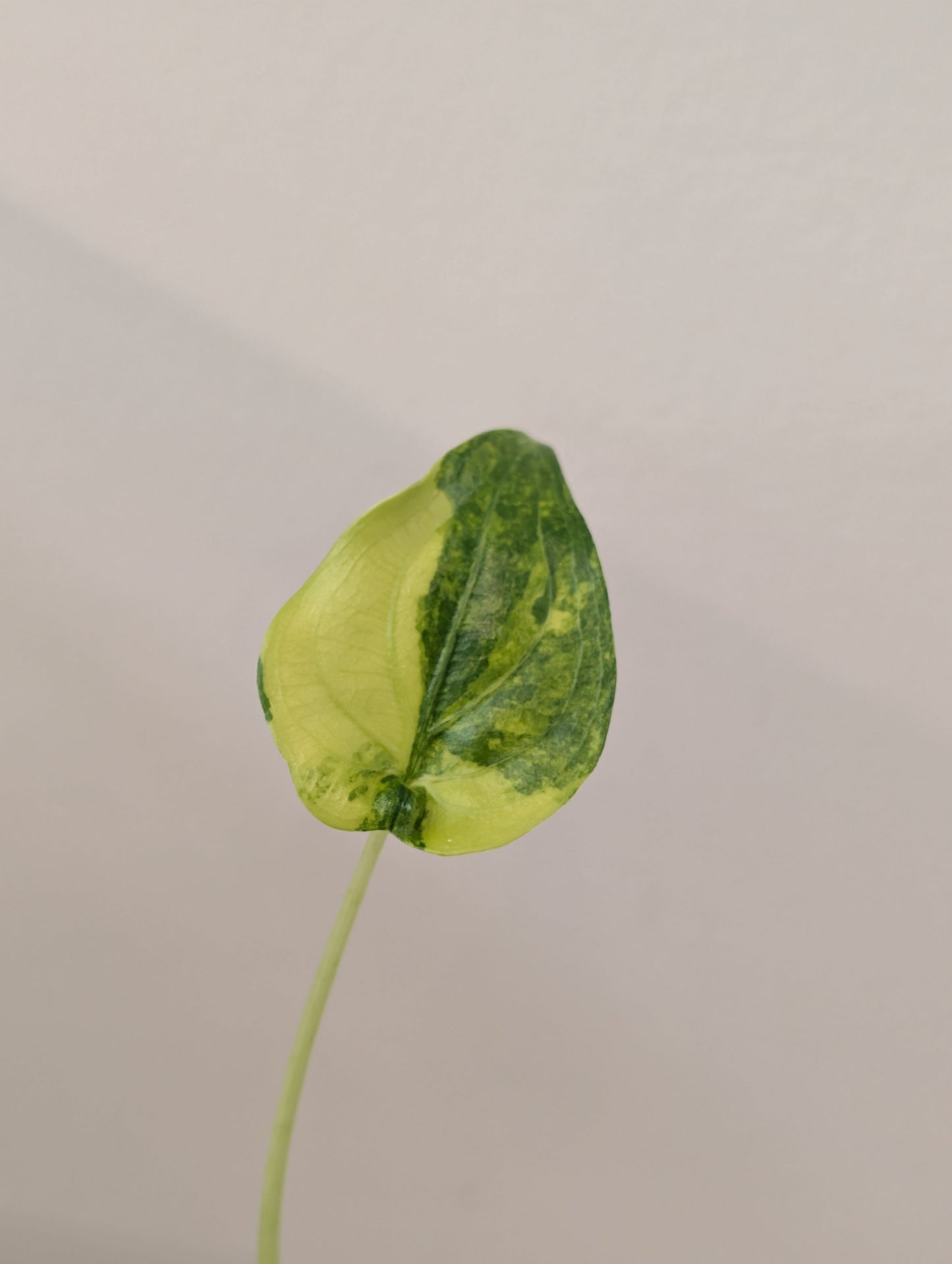 Alocasia cuculata yellow variegated