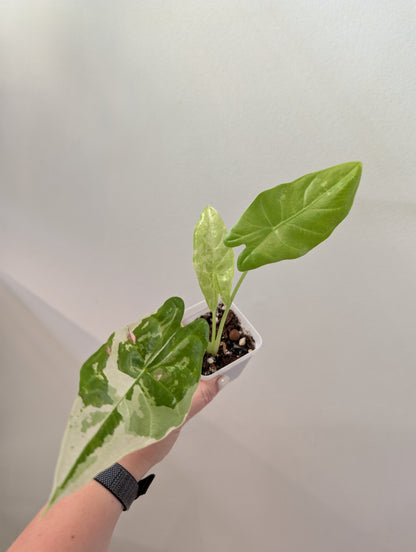 Alocasia acuminata variegated/  / uncommon alocasia