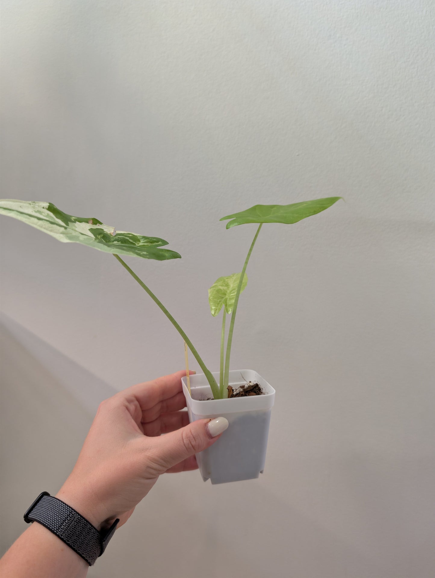 Alocasia acuminata variegated/  / uncommon alocasia