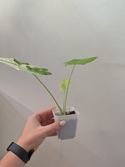 Alocasia acuminata variegated/  / uncommon alocasia
