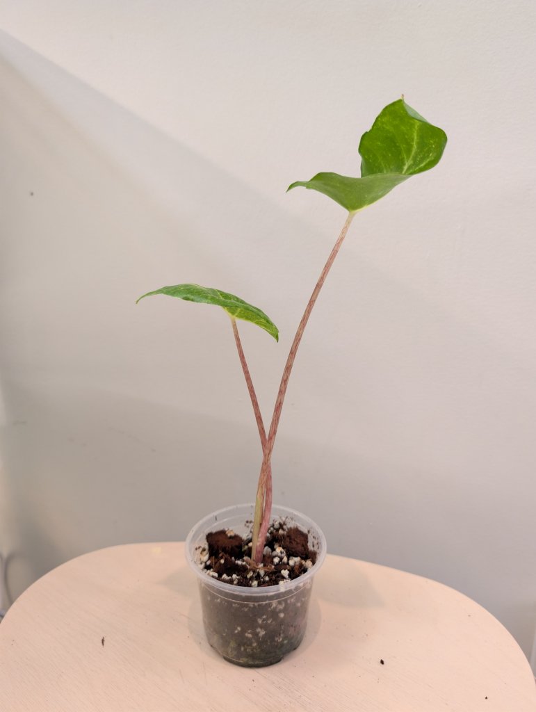 Alocasia calidora hybride panachée, rare COULEUR DE PREMIÈRE ÉTAPE 🦄