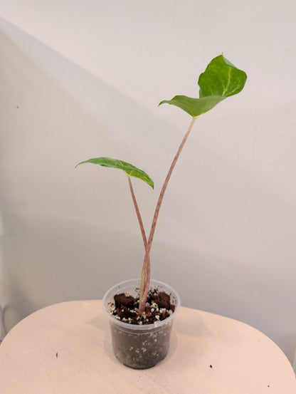 Alocasia calidora hybride panachée, rare COULEUR DE PREMIÈRE ÉTAPE 🦄