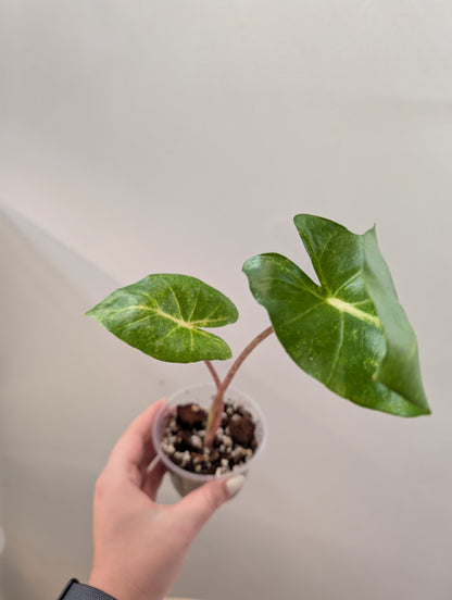 Alocasia calidora hybride panachée, rare COULEUR DE PREMIÈRE ÉTAPE 🦄