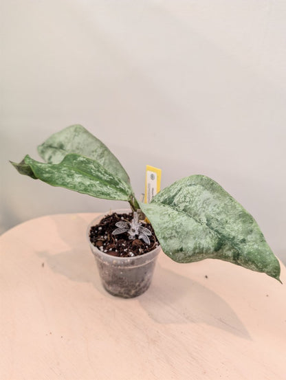 Hoya mitrata argentée / plante à trois nœuds