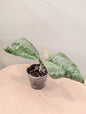 Hoya mitrata argentée / plante à trois nœuds