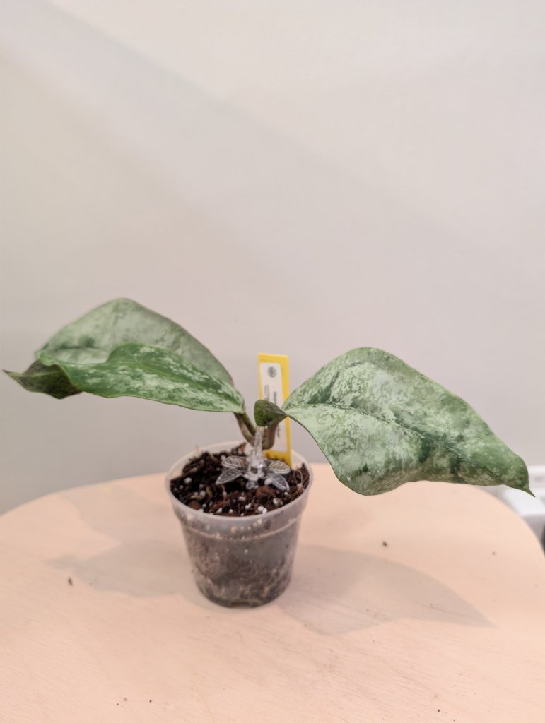 Hoya mitrata argentée / plante à trois nœuds
