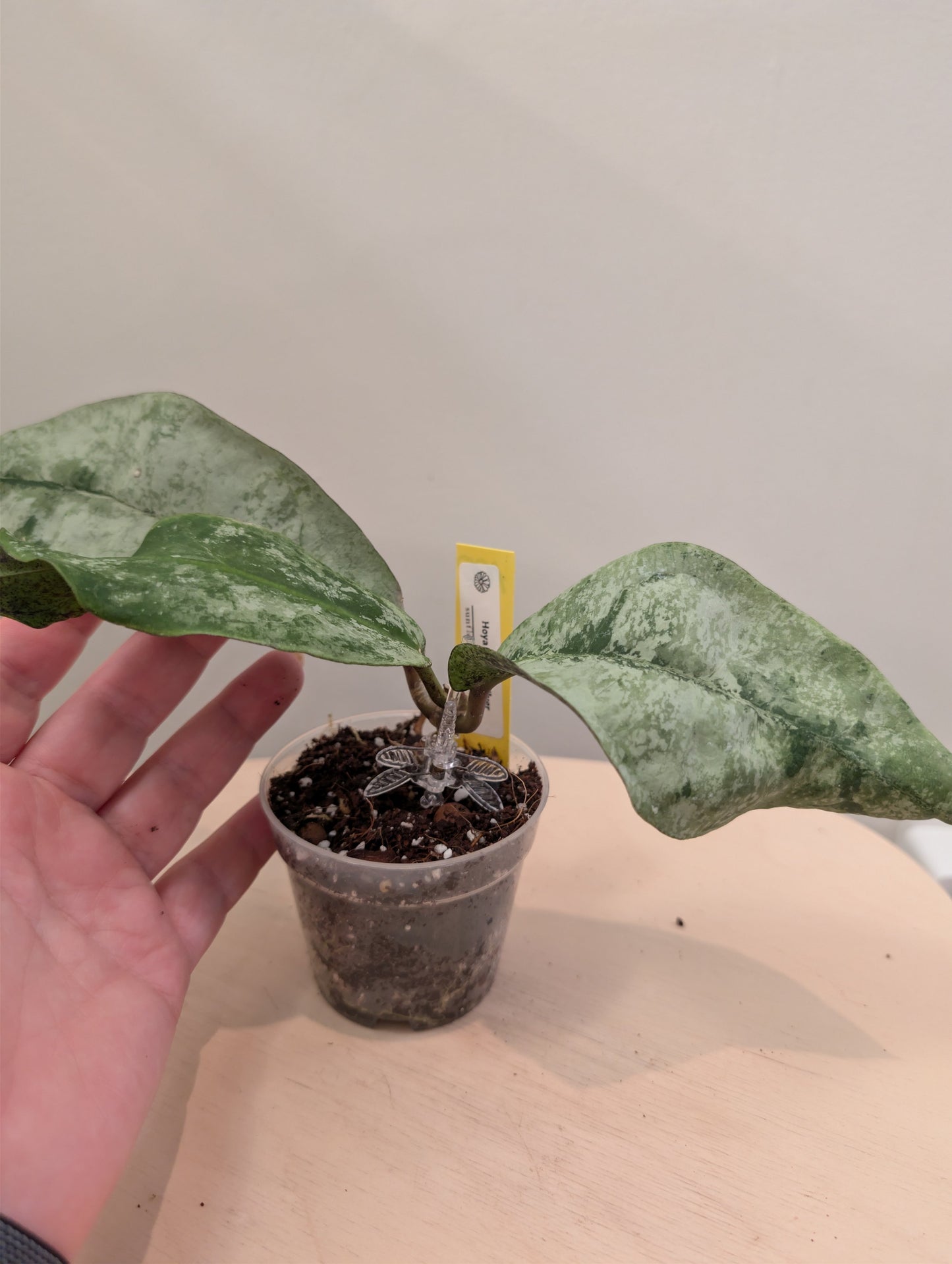 Hoya mitrata argentée / plante à trois nœuds