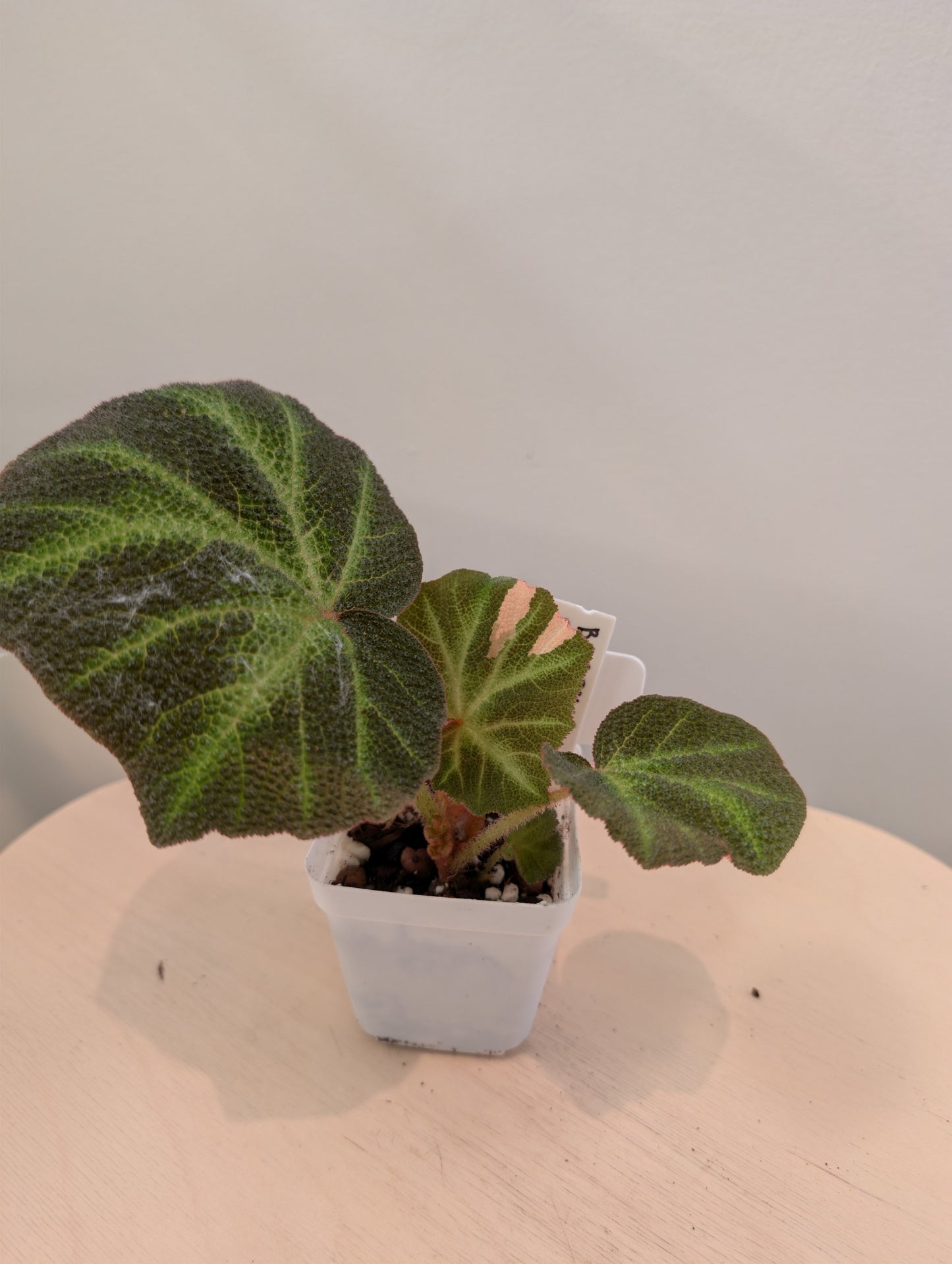 Begonia Soli Mutata variegated / First Photo - mother plant