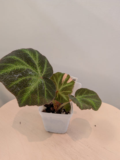 Begonia Soli Mutata variegated / First Photo - mother plant