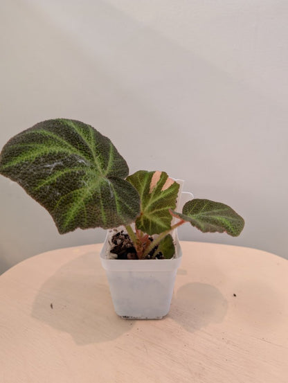 Begonia Soli Mutata variegated / First Photo - mother plant