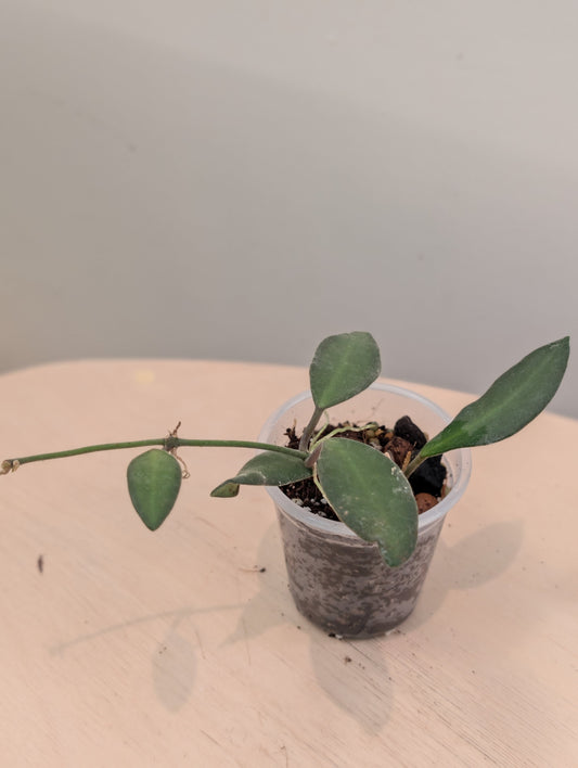 Hoya Anncajanoae with velvety leaves