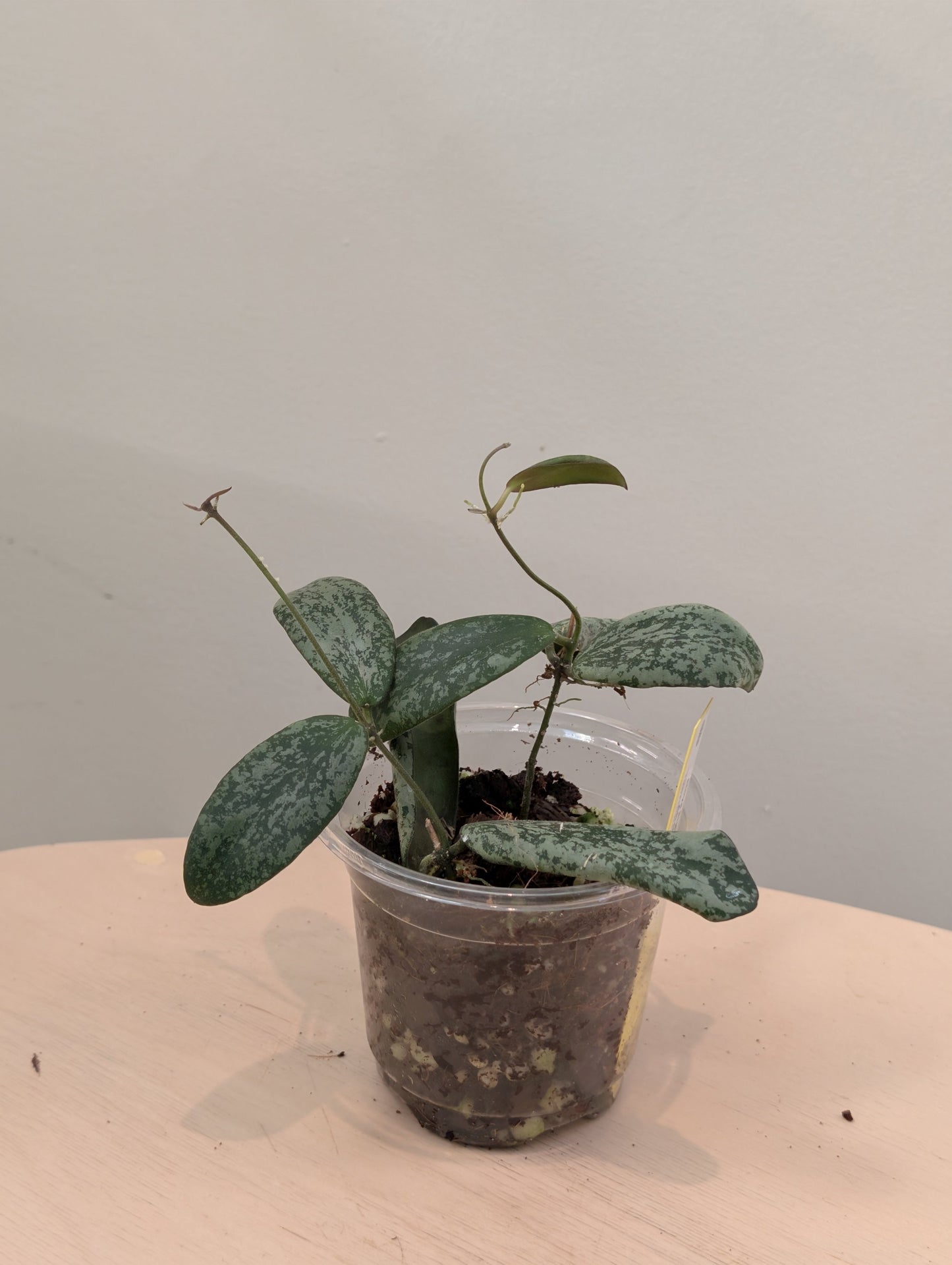 Hoya sigilatis panaché