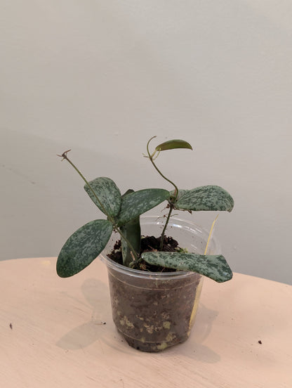 Hoya sigilatis panaché