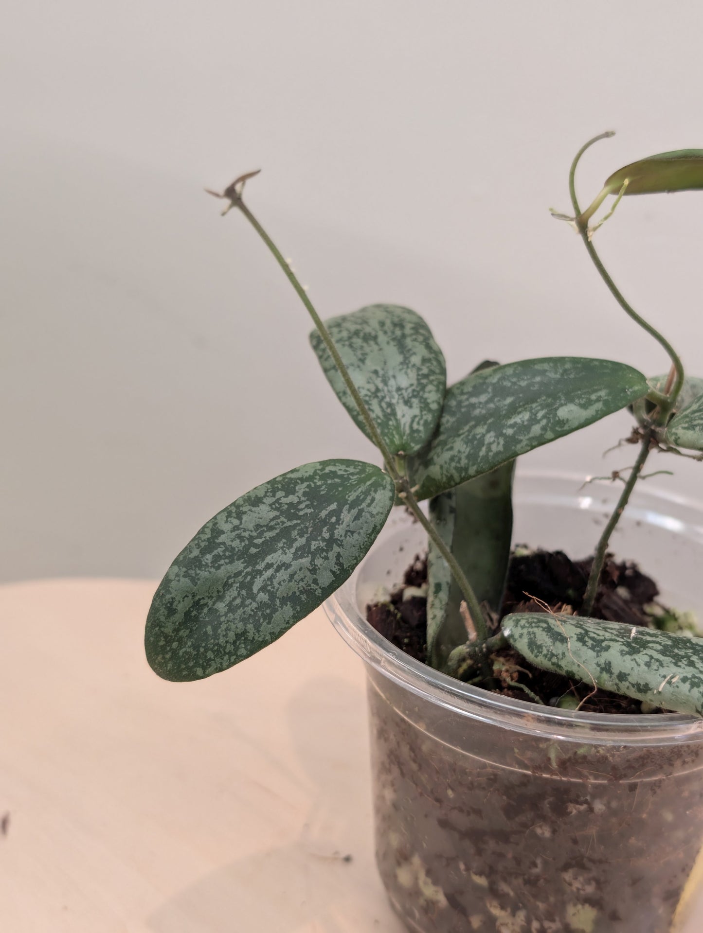 Hoya sigilatis panaché