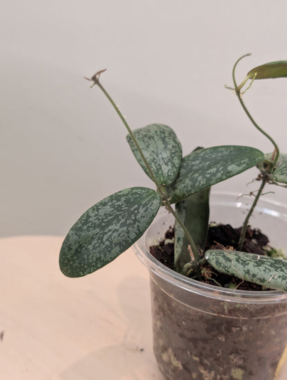 Hoya sigilatis panaché