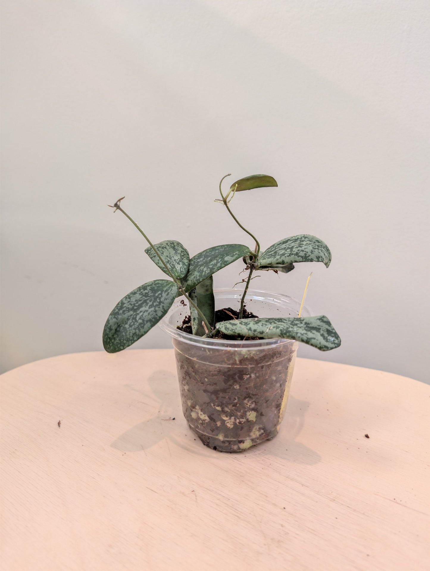 Hoya sigilatis panaché