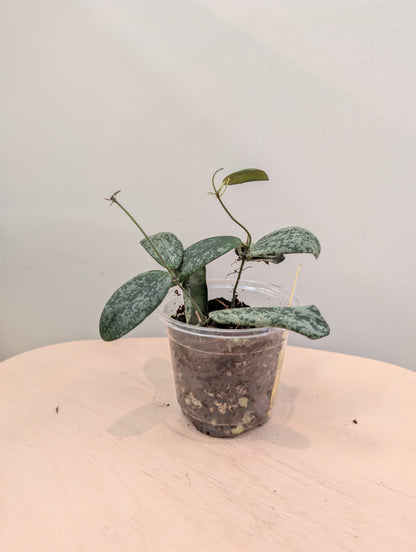 Hoya sigilatis panaché