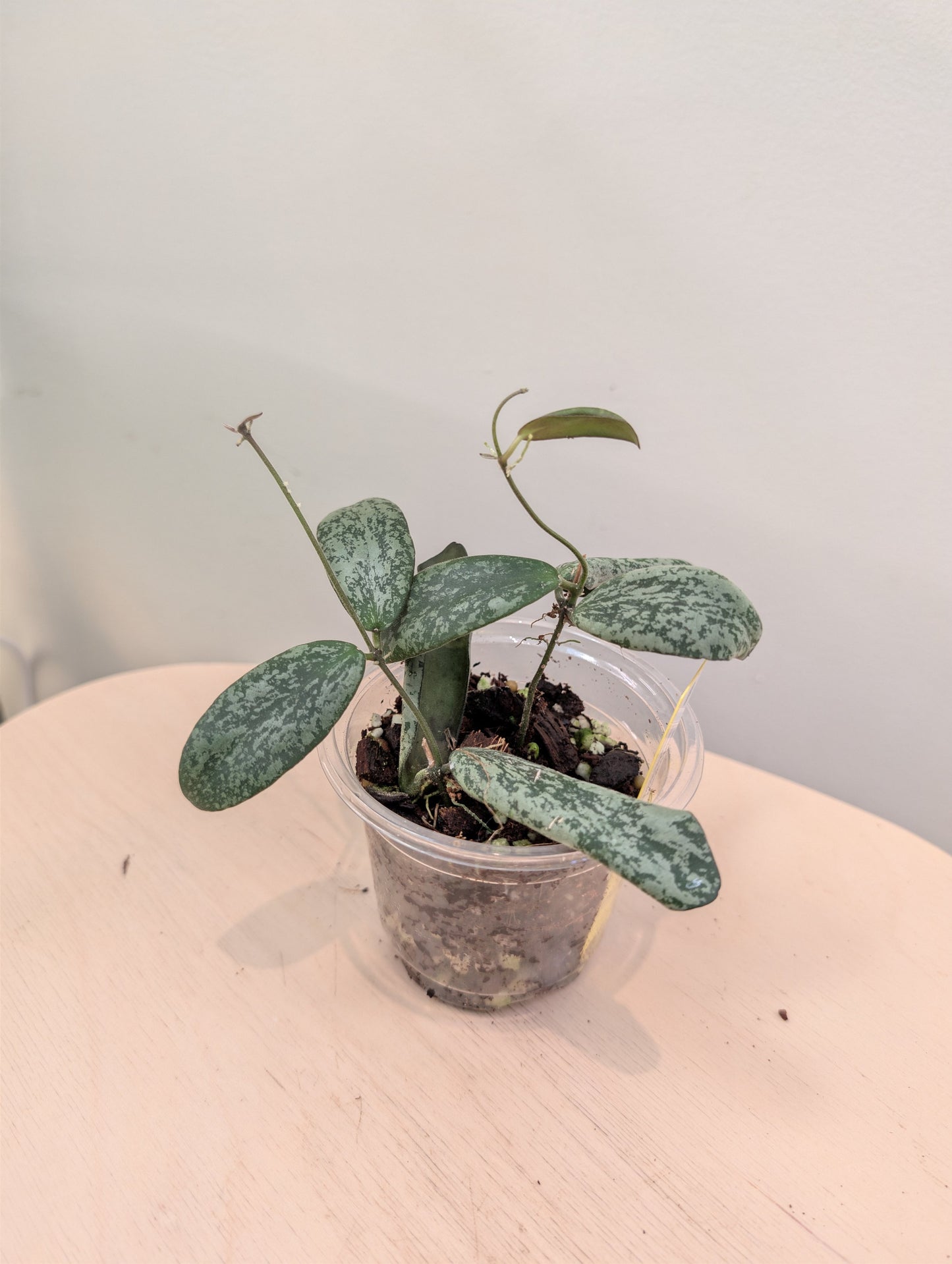 Hoya sigilatis panaché