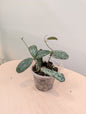 Hoya sigilatis panaché
