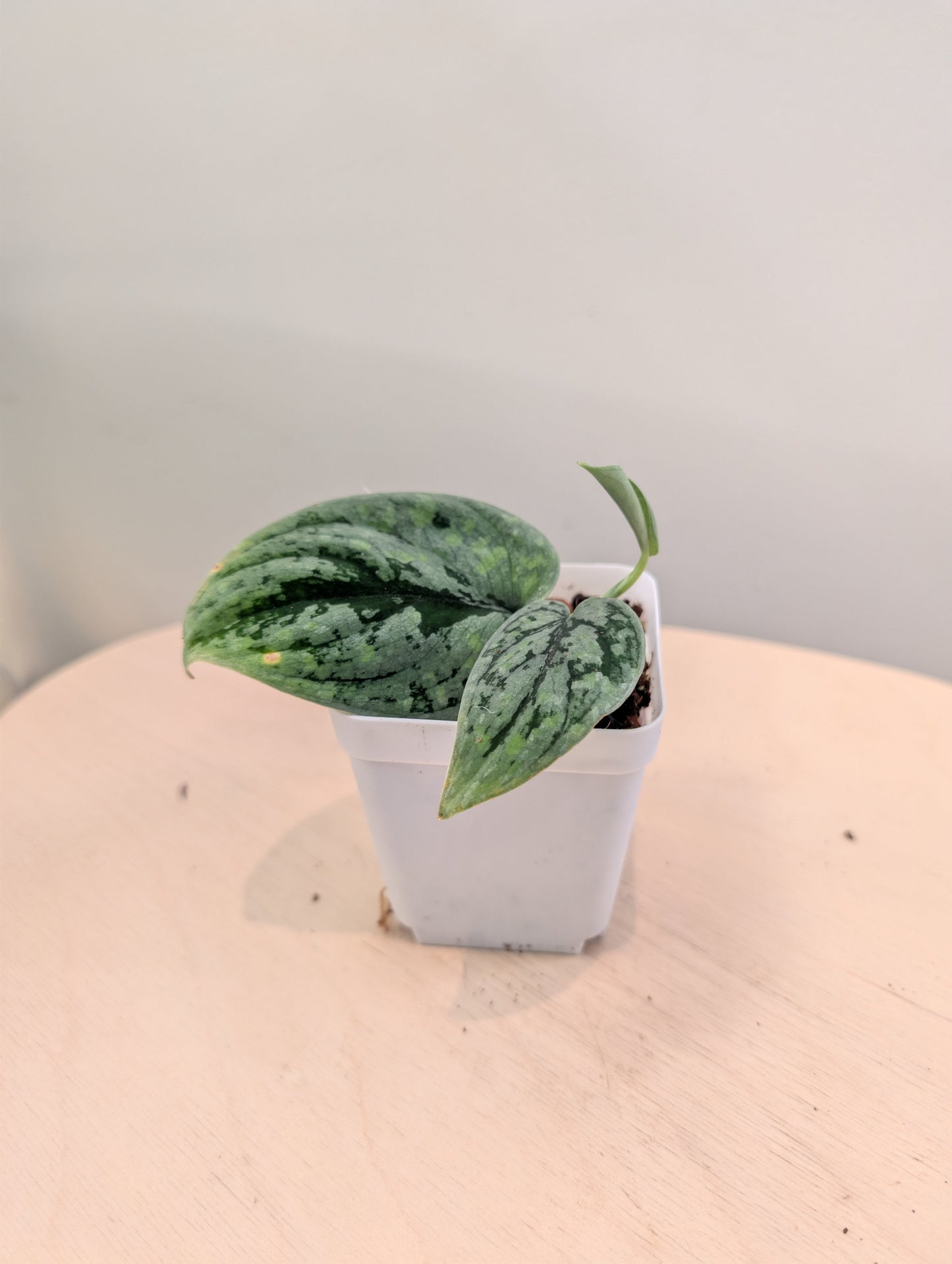 Scindapsus Sp with velvety leaves and splashy variegation