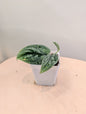 Scindapsus Sp with velvety leaves and splashy variegation