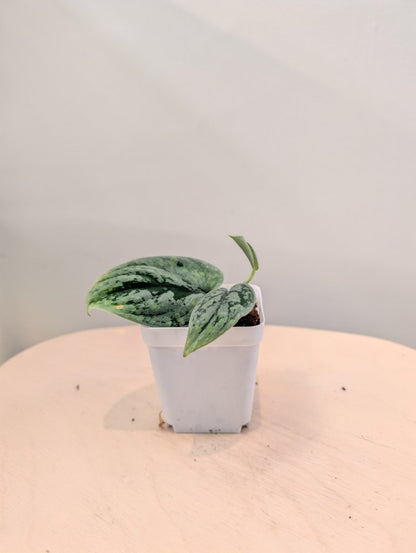 Scindapsus Sp with velvety leaves and splashy variegation