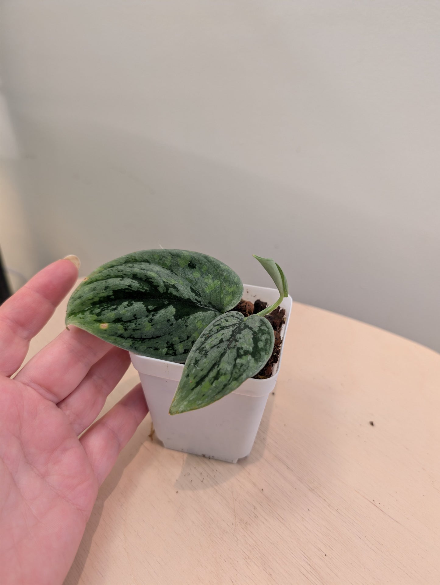 Scindapsus Sp with velvety leaves and splashy variegation