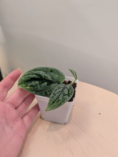 Scindapsus Sp with velvety leaves and splashy variegation
